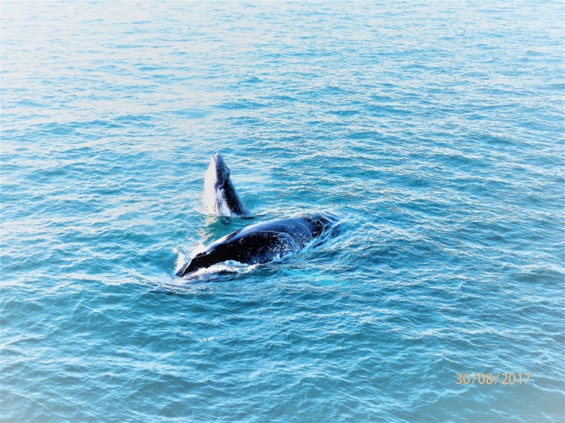 23 Audrena Street, Hay Point QLD 4740