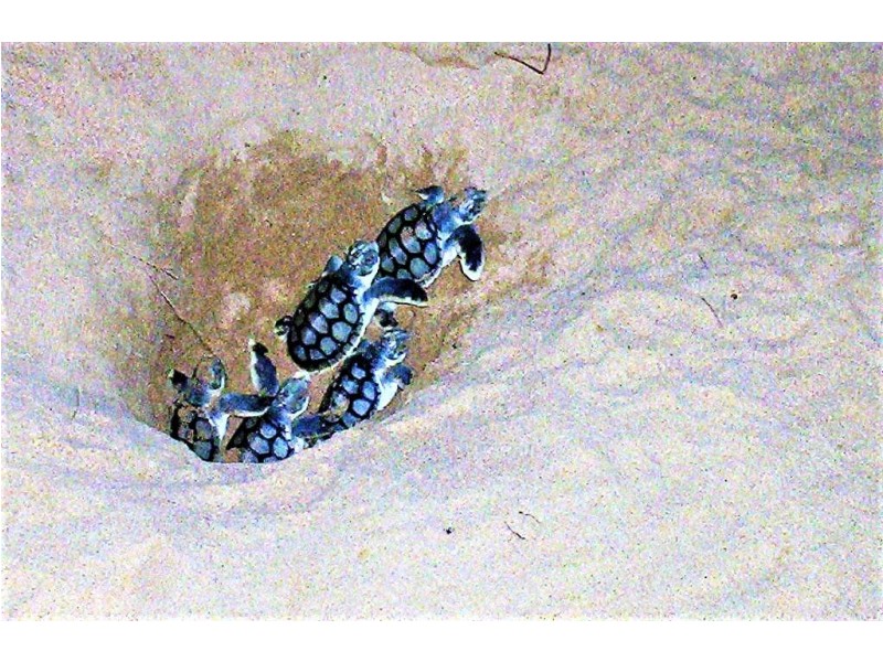 65 Rasmussen Avenue, Hay Point QLD 4740