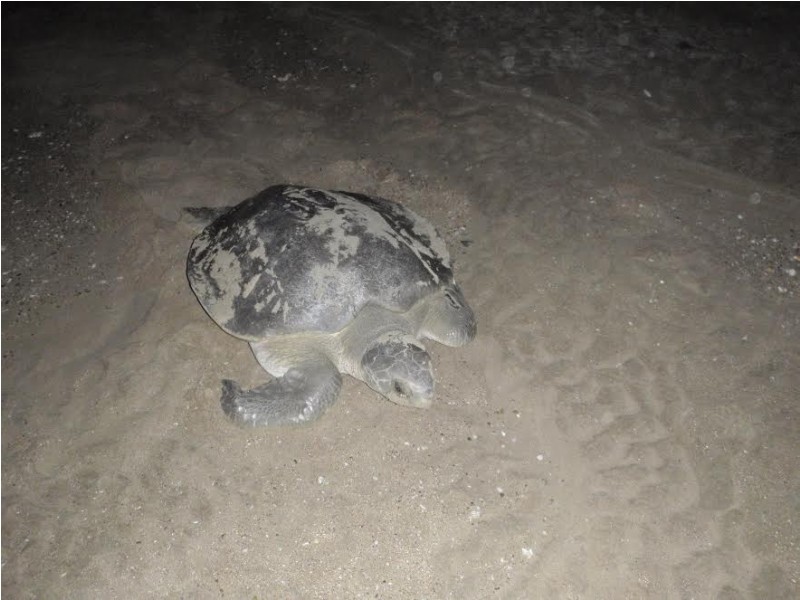 143 Rasmussen Avenue, Hay Point QLD 4740