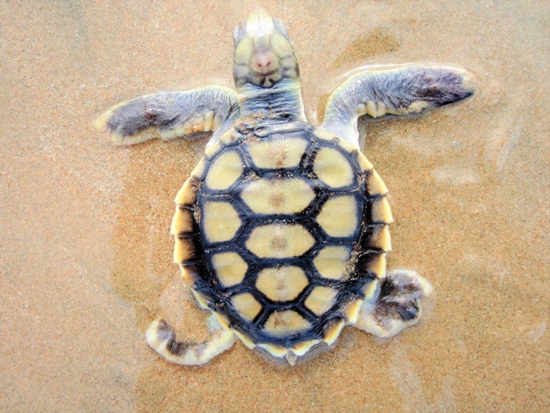 143 Rasmussen Avenue, Hay Point QLD 4740