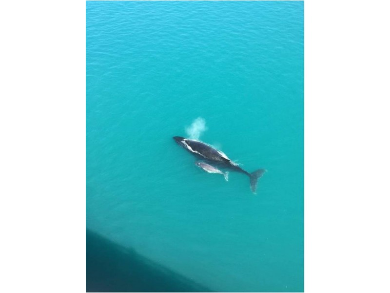 143 Rasmussen Avenue, Hay Point QLD 4740