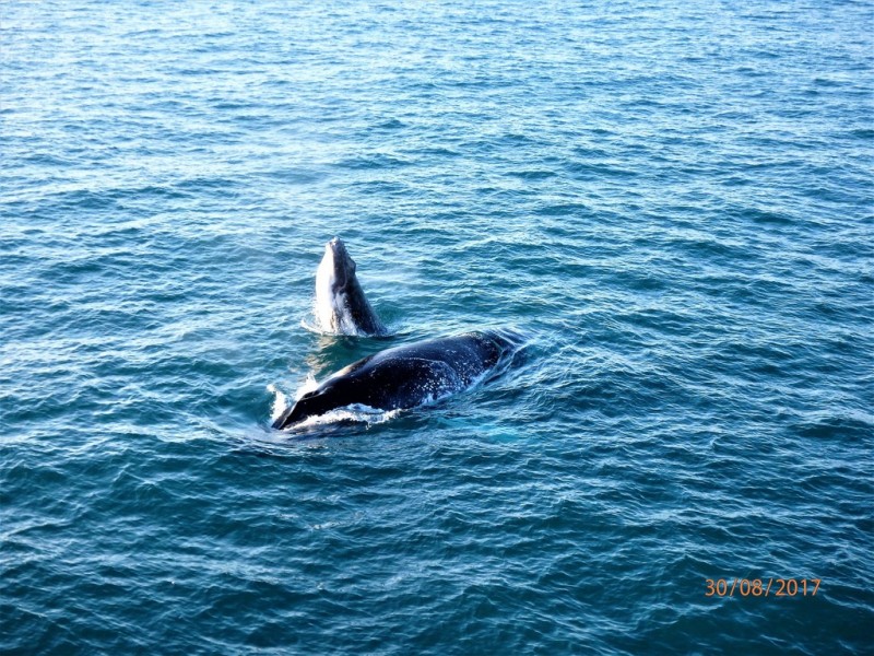 143 Rasmussen Avenue, Hay Point QLD 4740