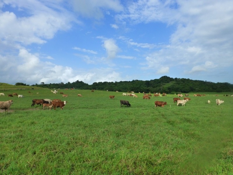 103 Wallmans Road, Rural View QLD 4740