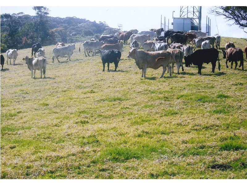 1735 Dalrymple Road, Dalrymple Heights QLD 4757