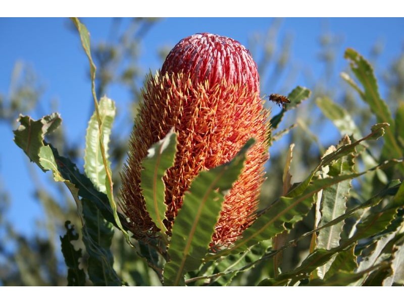 513 McKeig Drive, Wellard WA 6170