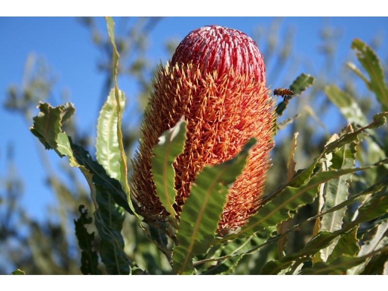 513 McKeig Drive, Wellard WA 6170