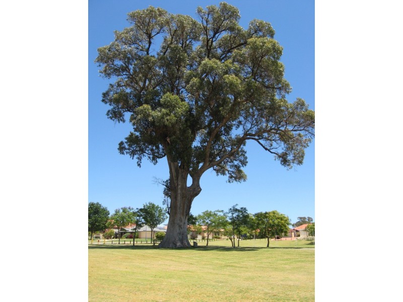 1 Butler View, Baldivis WA 6171