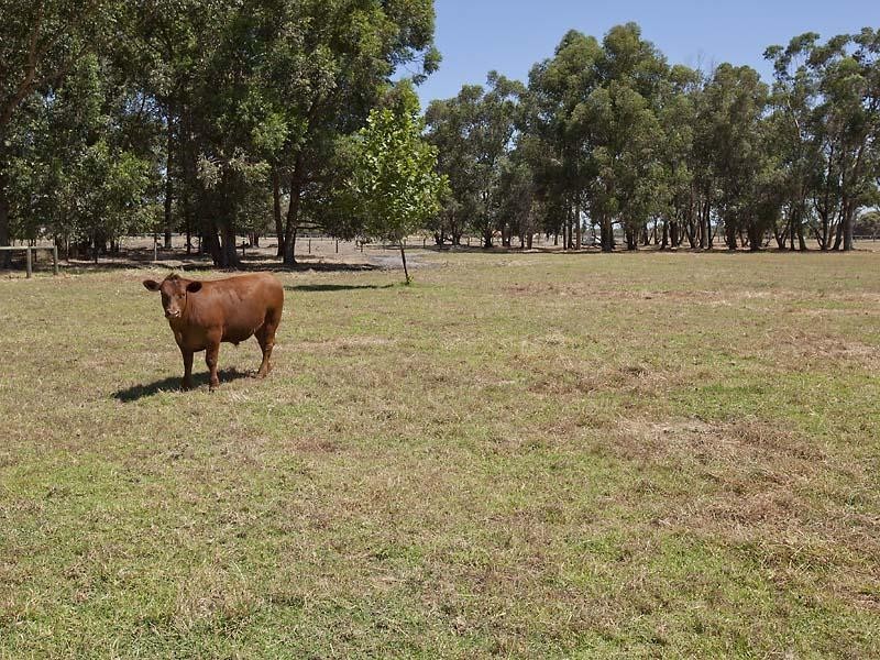 220 Duckpond Road, Wellard WA 6170