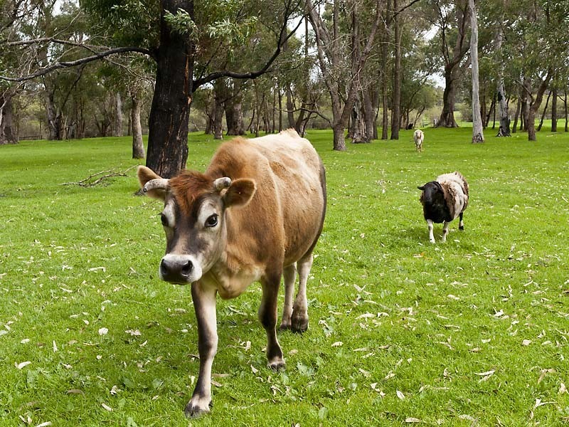 441 St Albans Road, Baldivis WA 6171