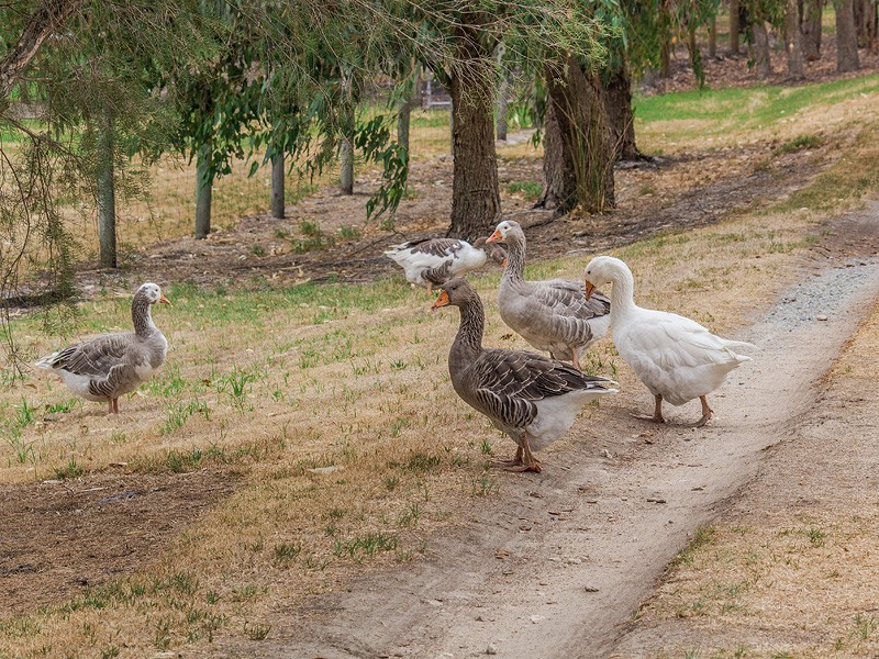 246 Duckpond Road, Wellard WA 6170