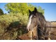 113 Coolamon Road, Wagga Wagga NSW 2650