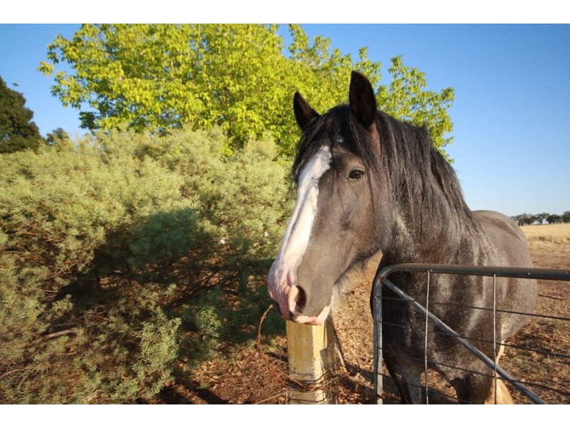 113 Coolamon Road, Wagga Wagga NSW 2650