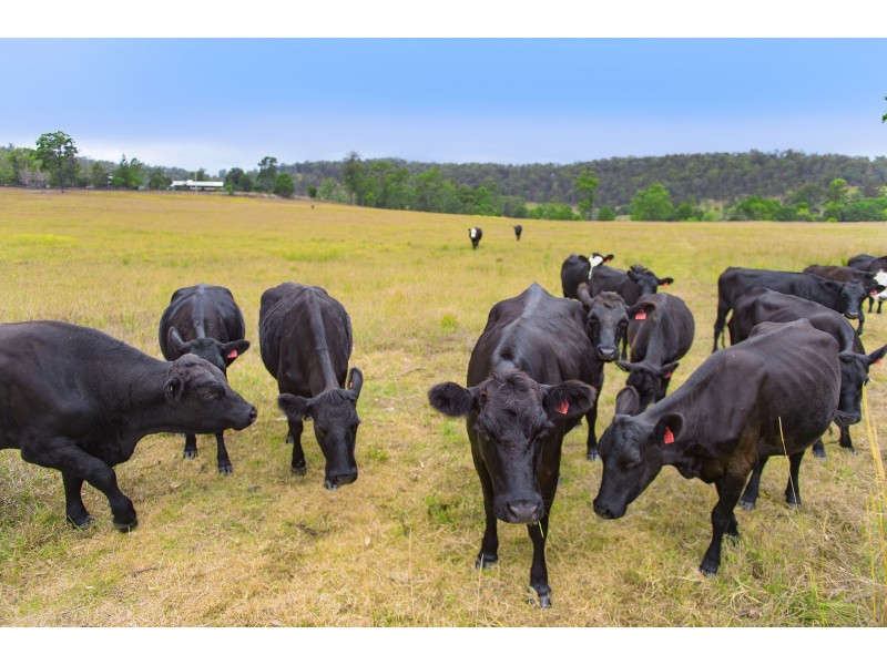 130 Gum Scrub Road, Gum Scrub NSW 2441