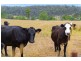 130 Gum Scrub Road, Gum Scrub NSW 2441