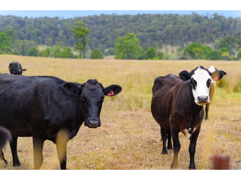 130 Gum Scrub Road, Gum Scrub NSW 2441
