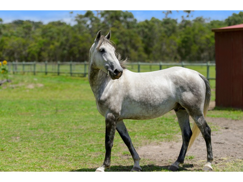 155 Blackmans Point Road, Port Macquarie NSW 2444