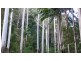 388 Red Hill Road, Telegraph Point NSW 2441