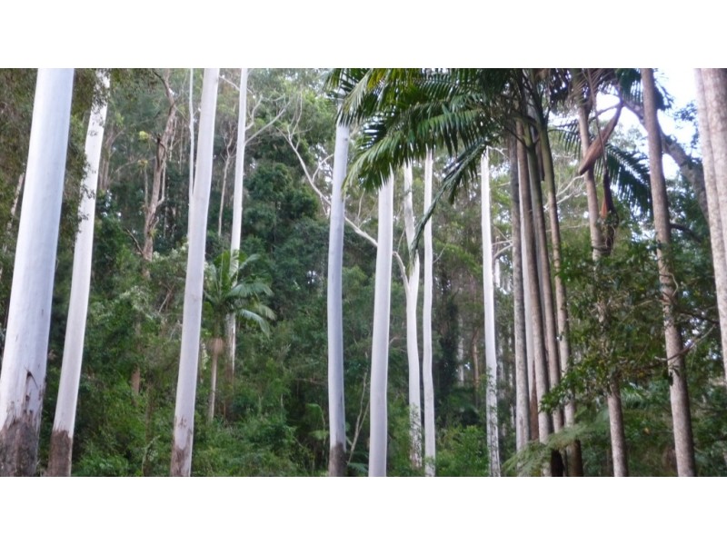 388 Red Hill Road, Telegraph Point NSW 2441