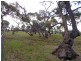 1736 Barabba Road, Barabba SA 5460