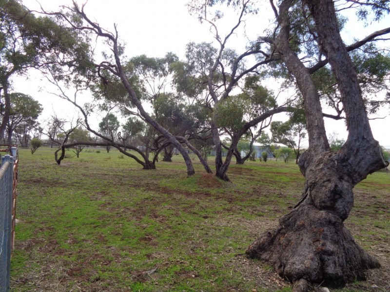 1736 Barabba Road, Barabba SA 5460