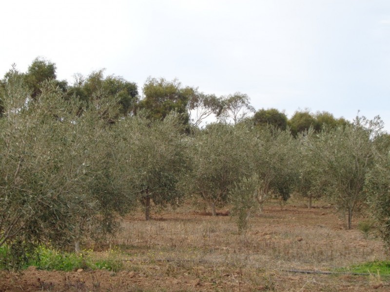 14 Hill Road, Mallala SA 5502