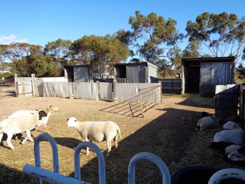 1206 Goldney Road Balaklava Via, Avon SA 5501