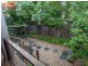 100 Thistle Street, Gordon Park QLD 4031
