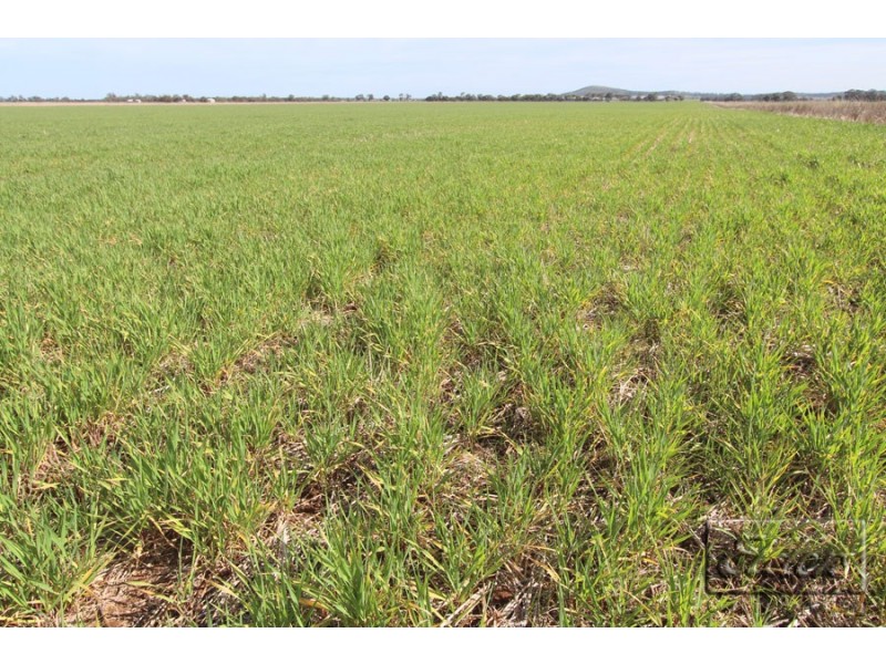 Cnr St Arnaud-Wycheproof Rd and Charlton-Jeffcott Rd, Wooroonook VIC 3525