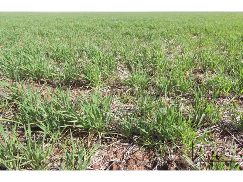 Cnr St Arnaud-Wycheproof Rd and Charlton-Jeffcott Rd, Wooroonook VIC 3525