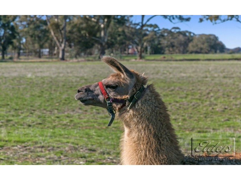 Lot 1 Douglas Road, Shelbourne VIC 3463