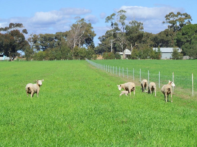 33 Edwards Road, Eddington VIC 3472