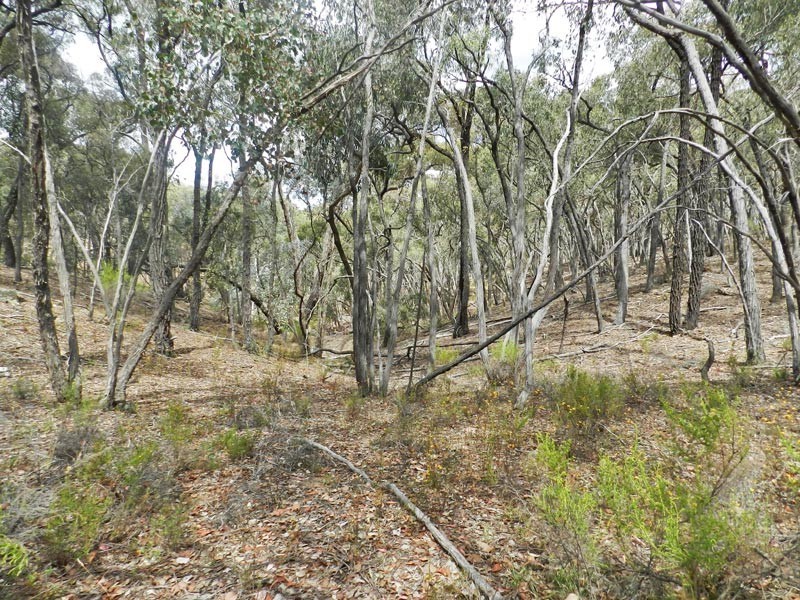 Strathfieldsaye VIC 3551