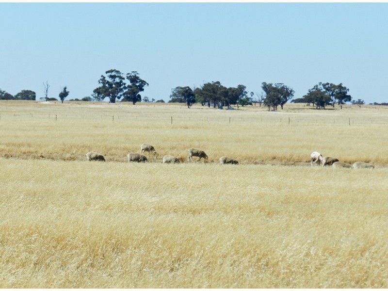 Bridgewater VIC 3516