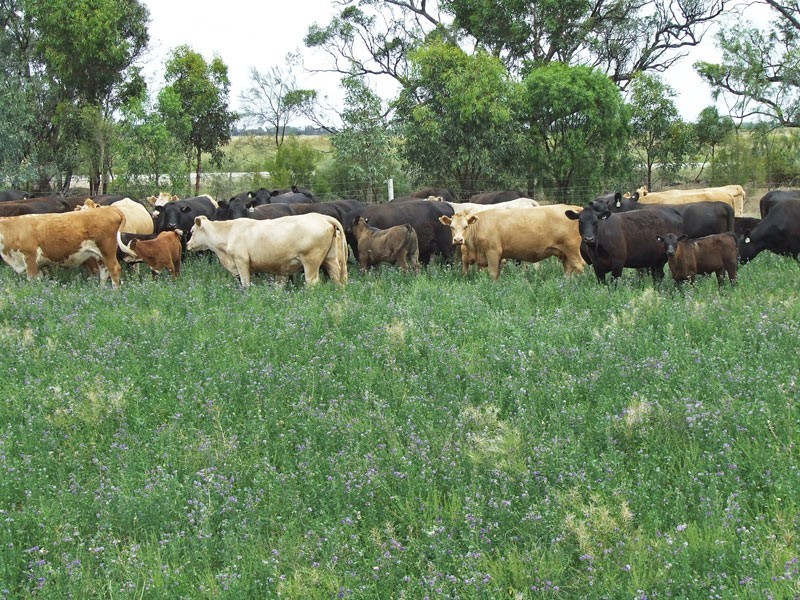 713 Pyramid – Yarraberb Road, Calivil VIC 3573