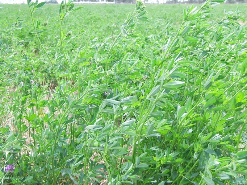 713 Pyramid – Yarraberb Road, Calivil VIC 3573