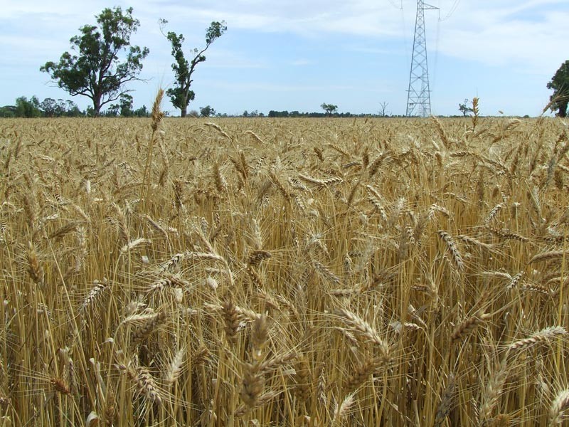 713 Pyramid – Yarraberb Road, Calivil VIC 3573