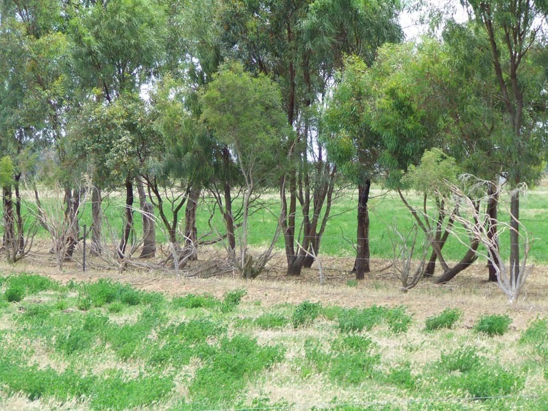 713 Pyramid – Yarraberb Road, Calivil VIC 3573