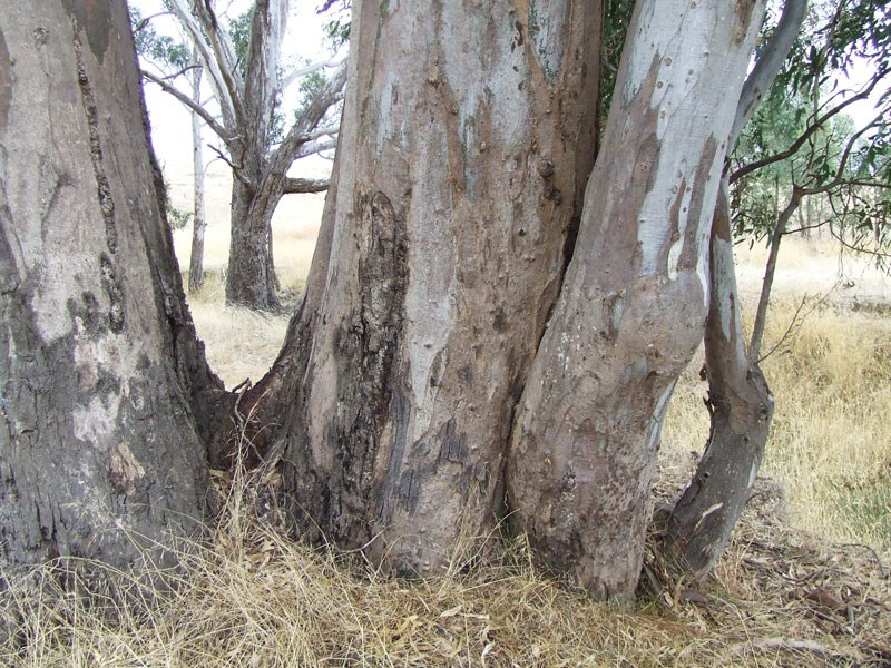 CA Z4 Heathcote-Kyneton Road, Heathcote VIC 3523