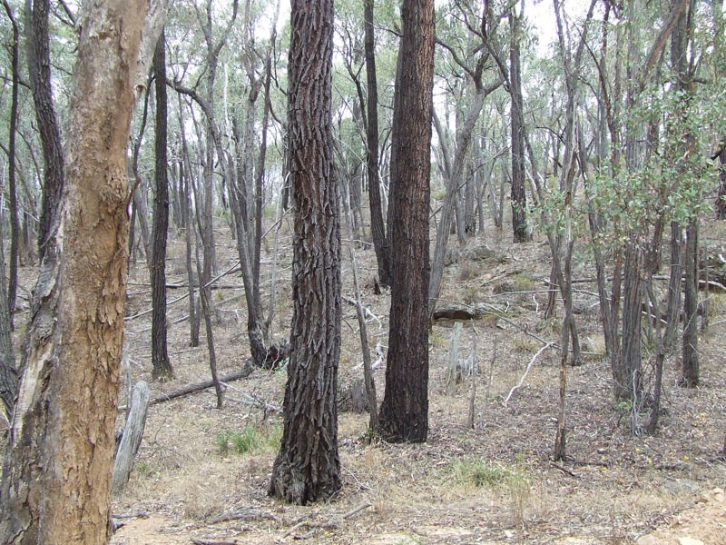 Lot 8 Hargreaves Road (off James Cook Drive), Strathfieldsaye VIC 3551