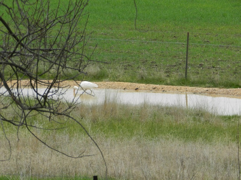 132 Canny Road, Axedale VIC 3551