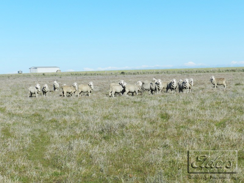 Newstead VIC 3462