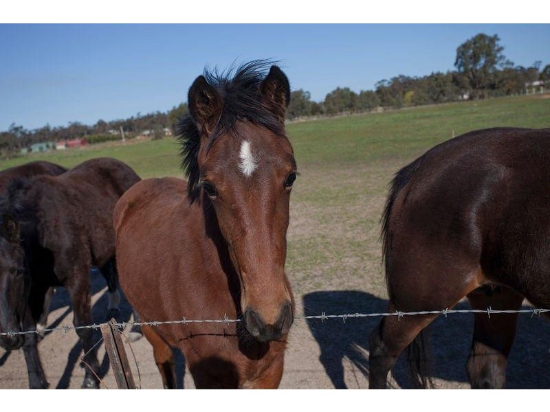 1535 McIvor Highway, Longlea VIC 3551