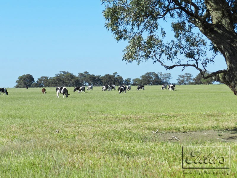 0 Cnr Mitiamo and Lawrys Road, Dingee VIC 3571