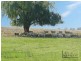 4098 Bendigo-Pyramid Hill Road, Dingee VIC 3571
