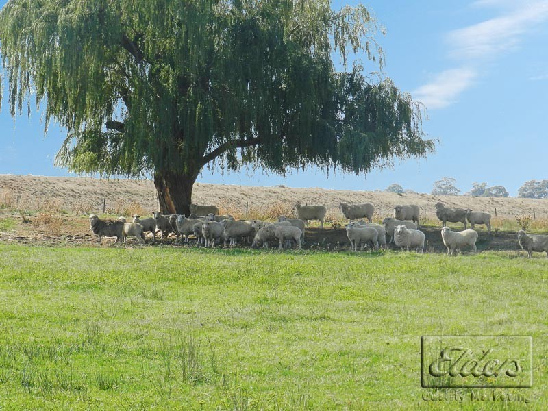 4098 Bendigo-Pyramid Hill Road, Dingee VIC 3571