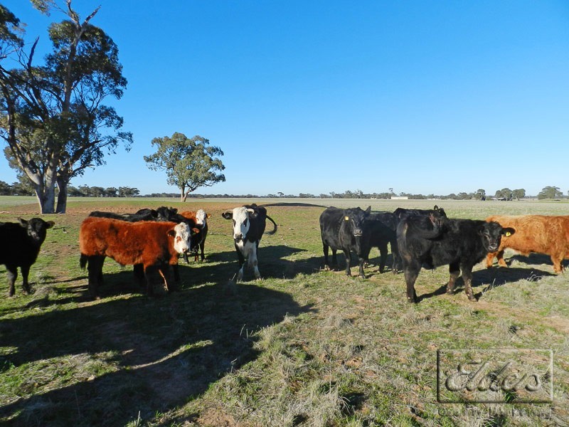 Raywood VIC 3570