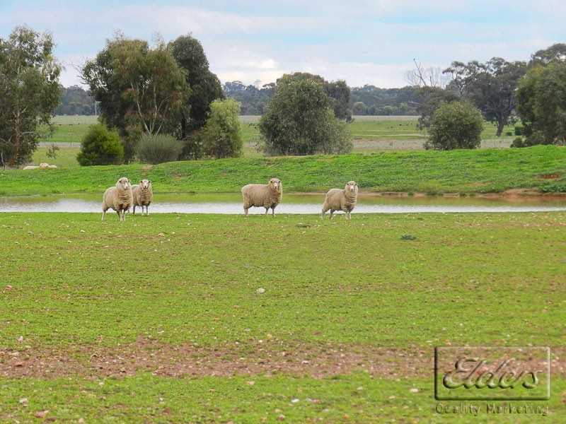 Cnr Bendigo-Pyramid Hill Rd and Bridgewater-Raywood Rd, Raywood VIC 3570