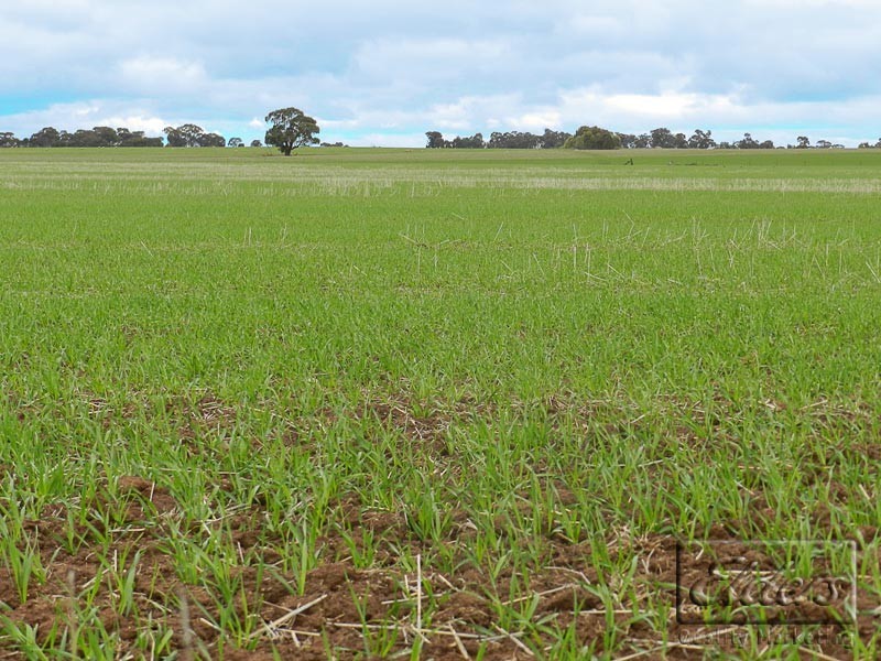 Cnr Bendigo-Pyramid Hill Rd and Bridgewater-Raywood Rd, Raywood VIC 3570