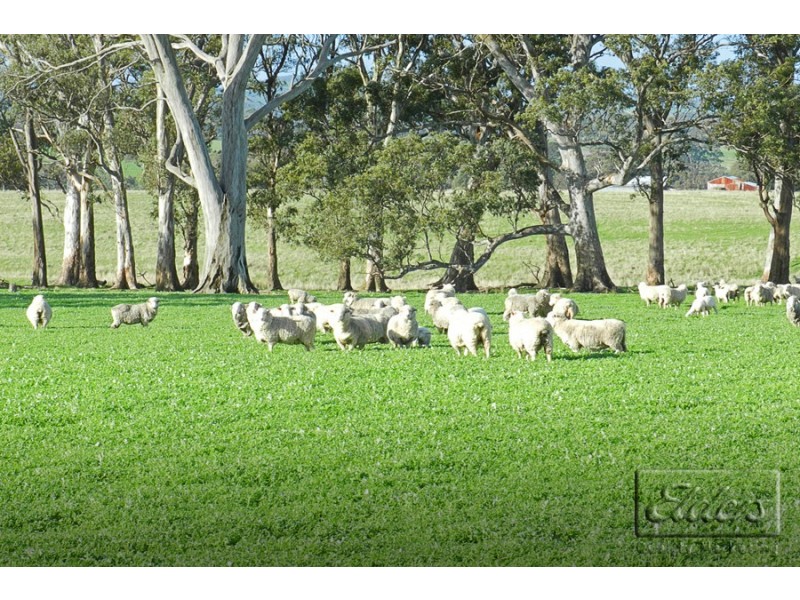 1445 Bendigo-Sutton Grange Road, Sutton Grange VIC 3448