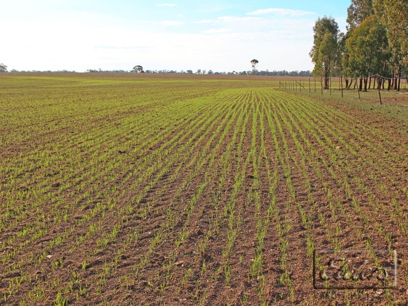 Corner Collins Road and Goornong-Mayreef Road, Goornong VIC 3557